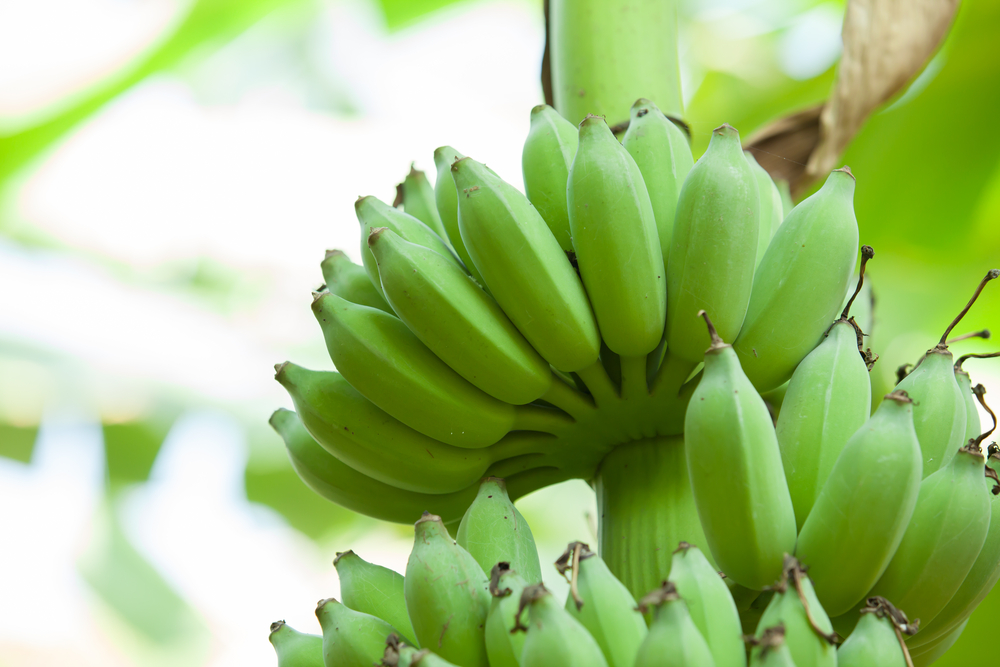 biomassa de banana verde